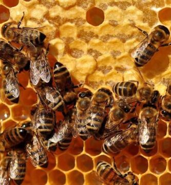 5 consejos para comprar abejas sanas